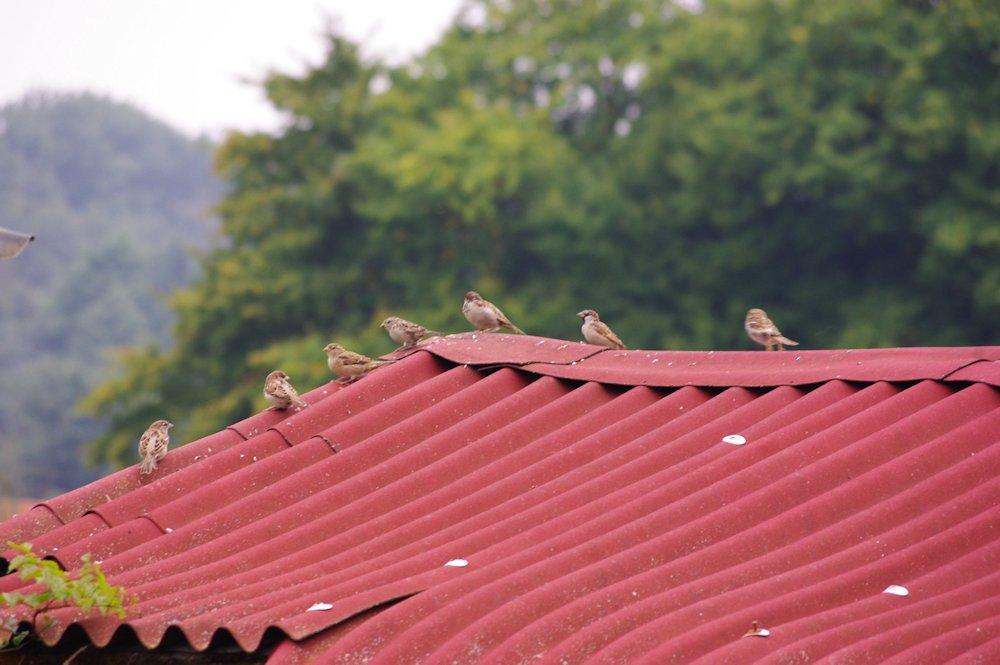 Depuis toujours, ils errent autour de la maison