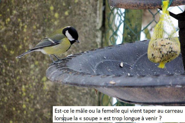 Quel culot !