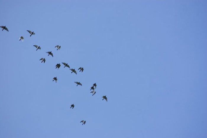 L'escadrille de Pigeons Bizet passe à l'attaque